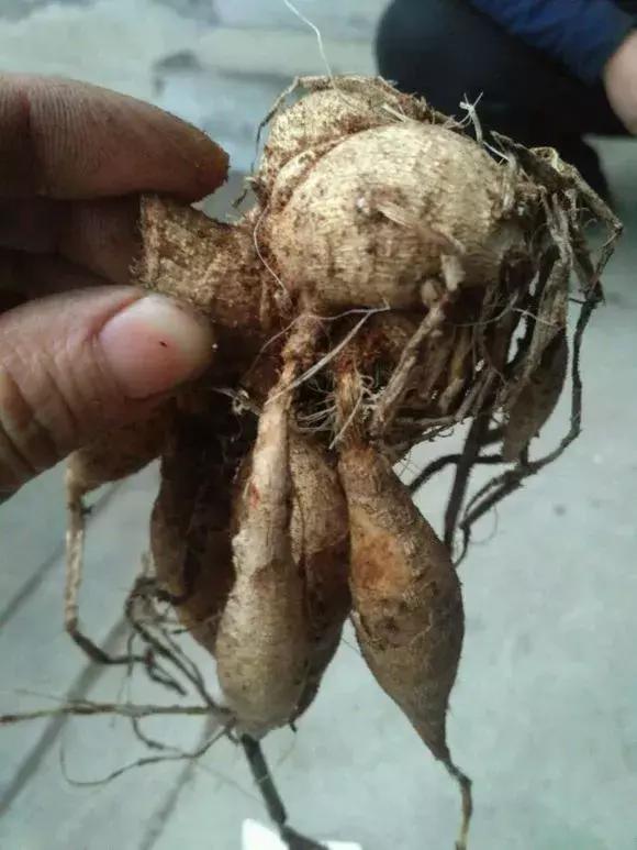 3种球丢盆里，一不小心花儿开满盆，四季花不断，美翻了