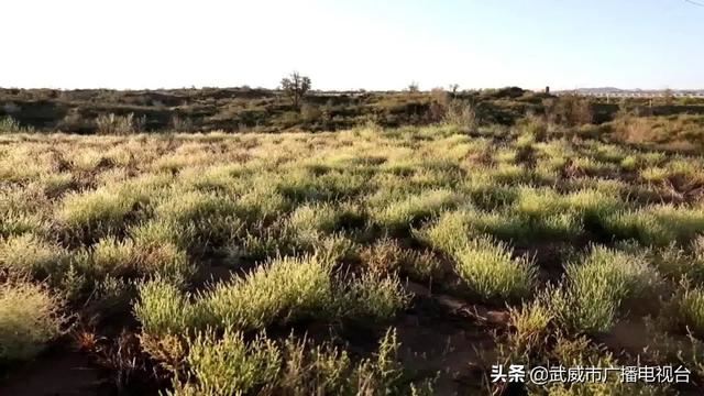 古浪县大力开展国土绿化倍增行动