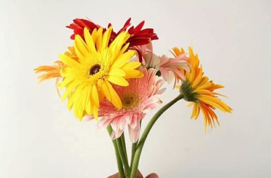 5种小菊花，花期长达半年，剪一剪开得更疯狂