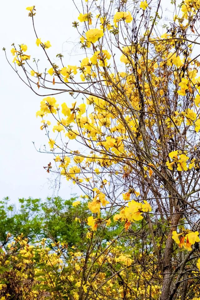 增城，一个被绿植、花海包围的地方！
