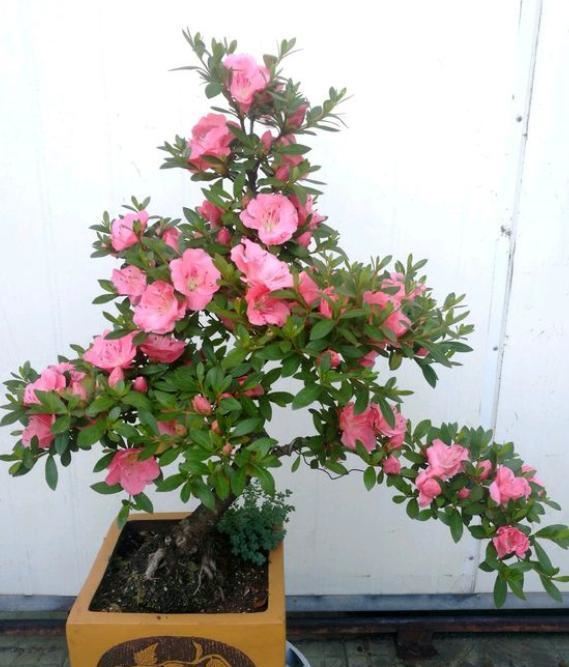 要开花的杜鹃花，一定要“这样做”，花苞不落，后期更好养