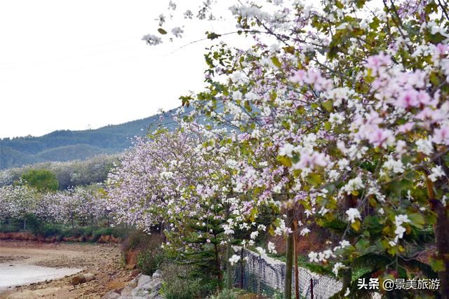 广州志惠农场千亩紫荆花开了，满山都是姹紫嫣红