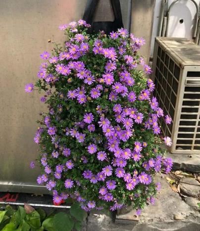 5种小菊花，花期长达半年，剪一剪开得更疯狂