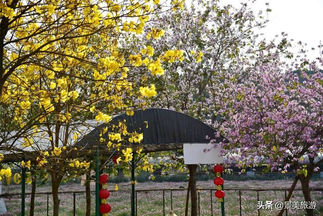 广州志惠农场千亩紫荆花开了，满山都是姹紫嫣红