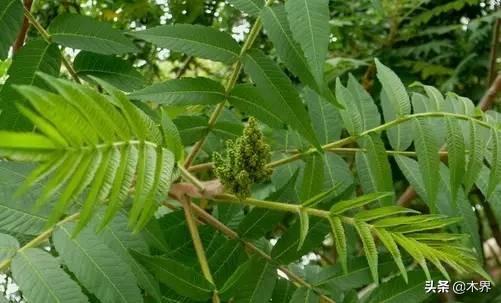 中国十大树之最