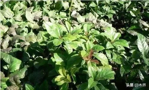 中国十大树之最