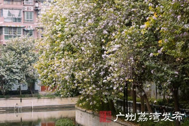 一树黄花，是风动，更是心动——与荔湾春光“云邂逅”