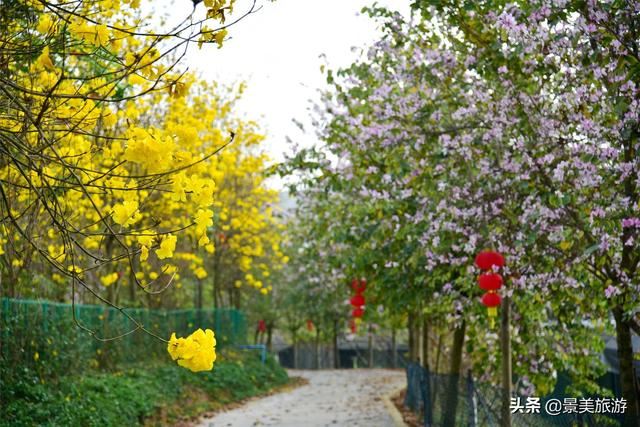 广州志惠农场千亩紫荆花开了，满山都是姹紫嫣红