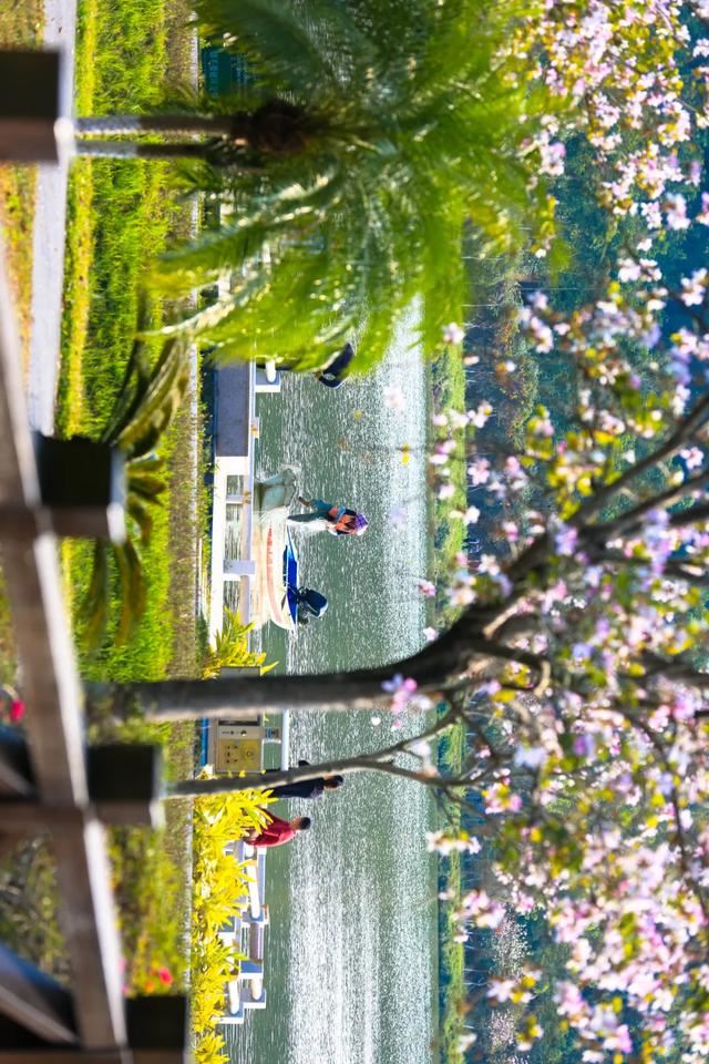 增城，一个被绿植、花海包围的地方！