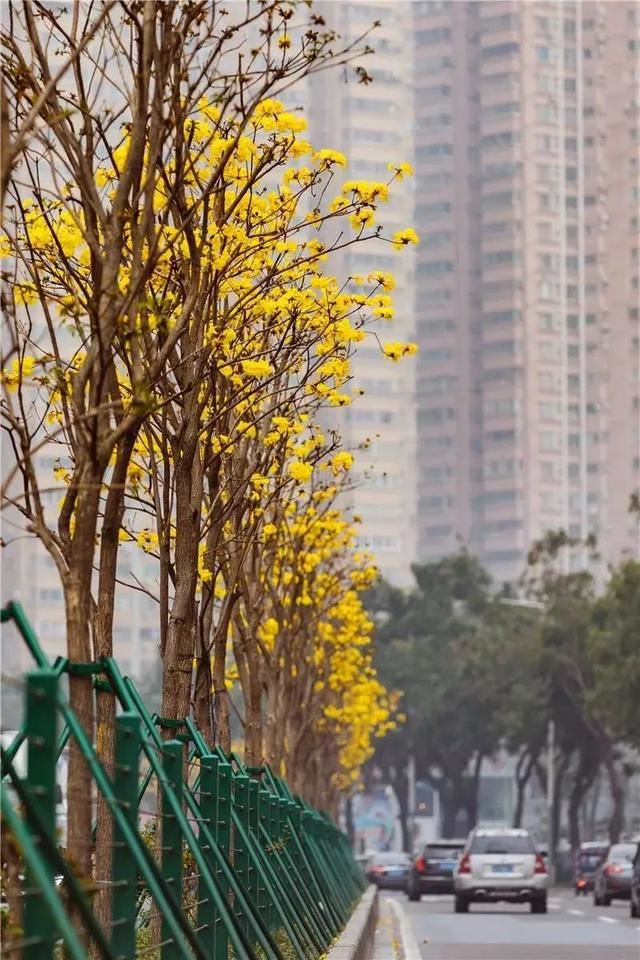 一树黄花，是风动，更是心动——与荔湾春光“云邂逅”