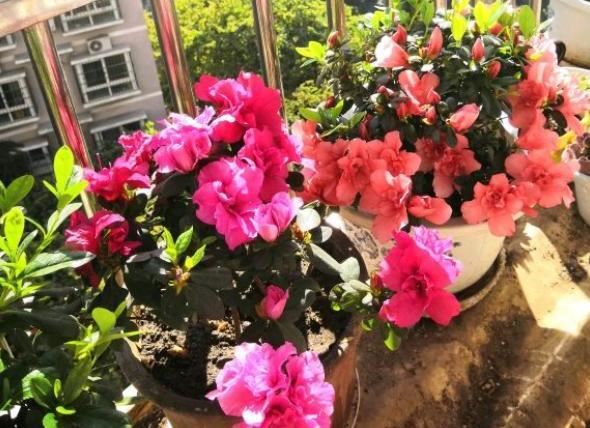 要开花的杜鹃花，一定要“这样做”，花苞不落，后期更好养