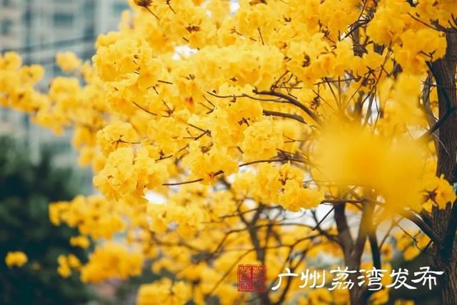一树黄花，是风动，更是心动——与荔湾春光“云邂逅”