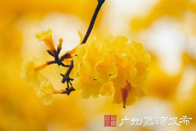 一树黄花，是风动，更是心动——与荔湾春光“云邂逅”