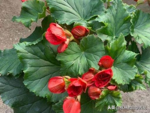 枝条脆的像玻璃！普通消费者！该如何养护，丽格海棠，这款花