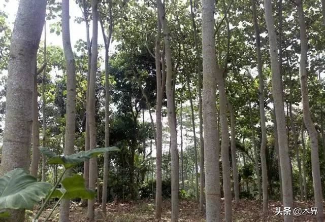 中国十大树之最