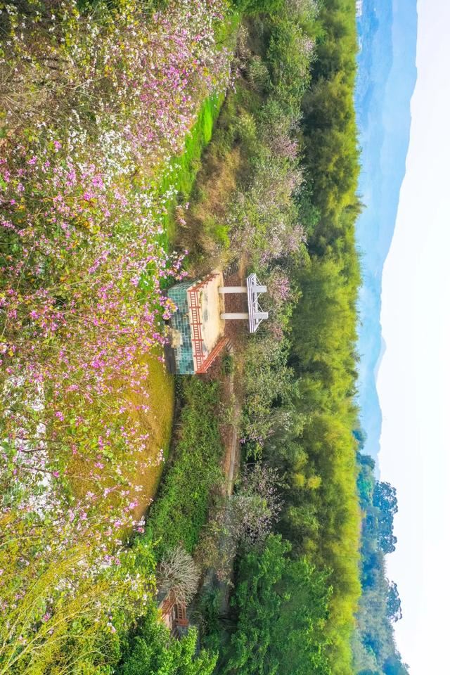 增城，一个被绿植、花海包围的地方！