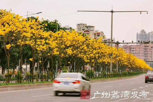 一树黄花，是风动，更是心动——与荔湾春光“云邂逅”