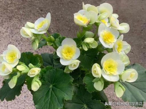 枝条脆的像玻璃！普通消费者！该如何养护，丽格海棠，这款花