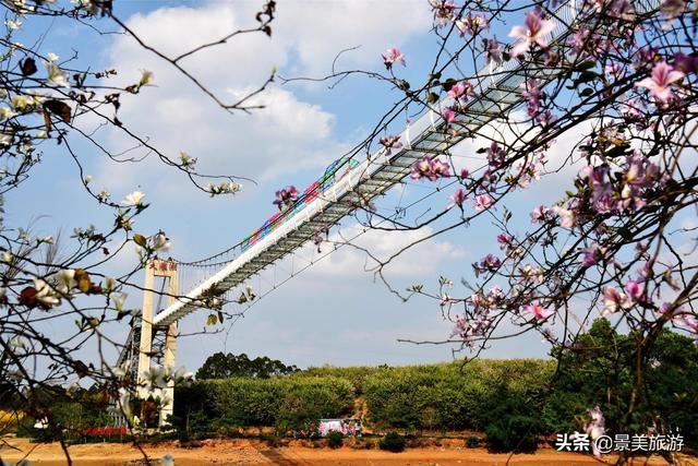 广州志惠农场千亩紫荆花开了，满山都是姹紫嫣红
