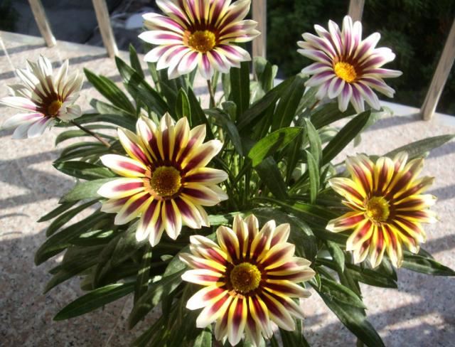 5种小菊花，花期长达半年，剪一剪开得更疯狂