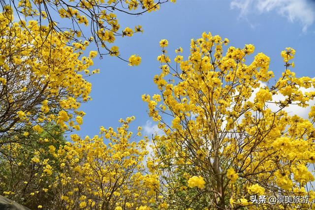 广州志惠农场千亩紫荆花开了，满山都是姹紫嫣红