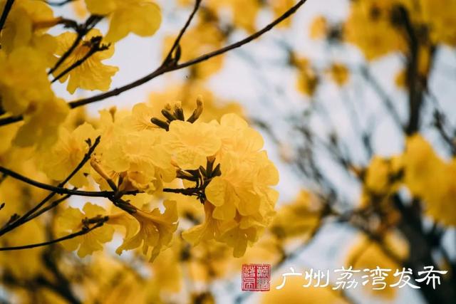一树黄花，是风动，更是心动——与荔湾春光“云邂逅”