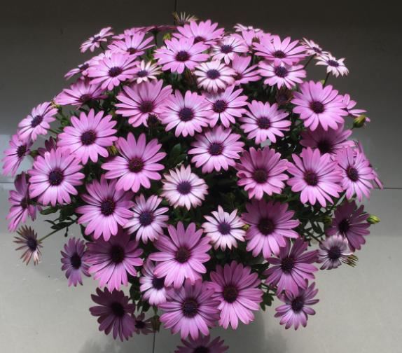 5种小菊花，花期长达半年，剪一剪开得更疯狂