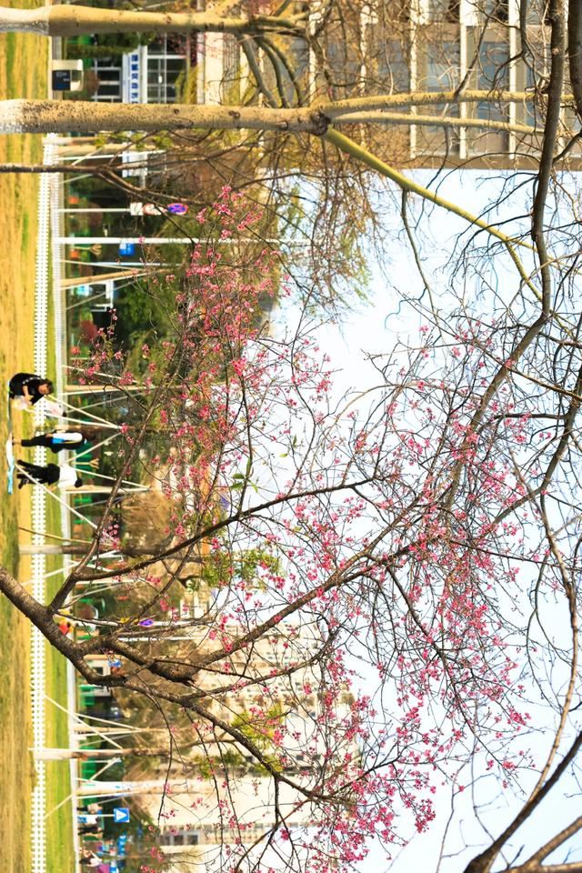 增城，一个被绿植、花海包围的地方！