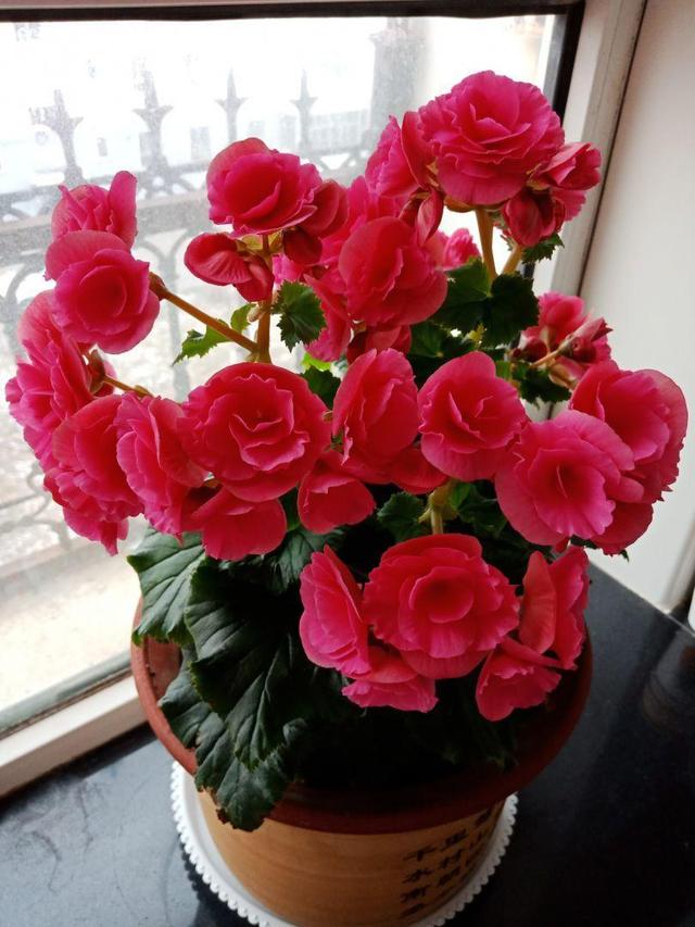 丽格海棠不好养，这么浇水，就能让它四季开花