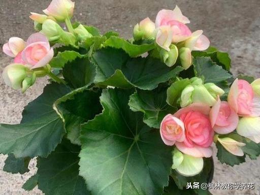 枝条脆的像玻璃！普通消费者！该如何养护，丽格海棠，这款花