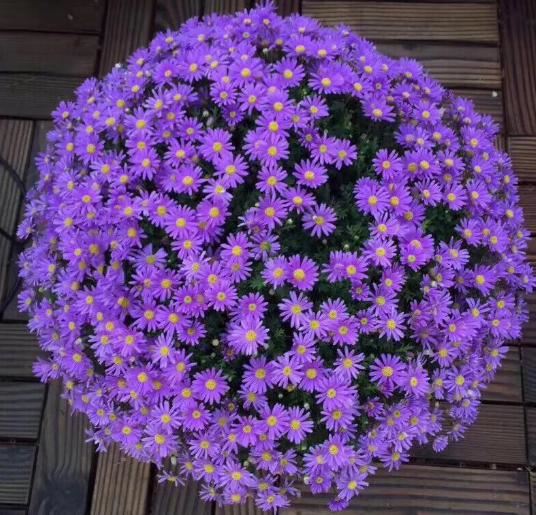 5种小菊花，花期长达半年，剪一剪开得更疯狂