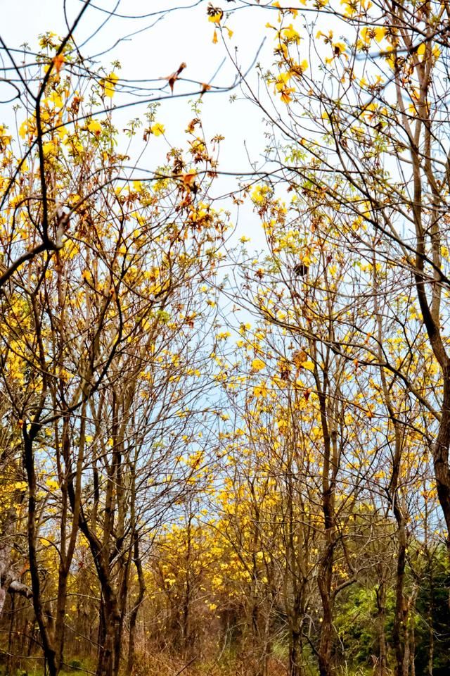 增城，一个被绿植、花海包围的地方！