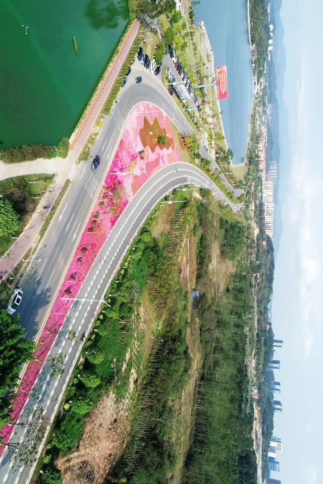 增城，一个被绿植、花海包围的地方！