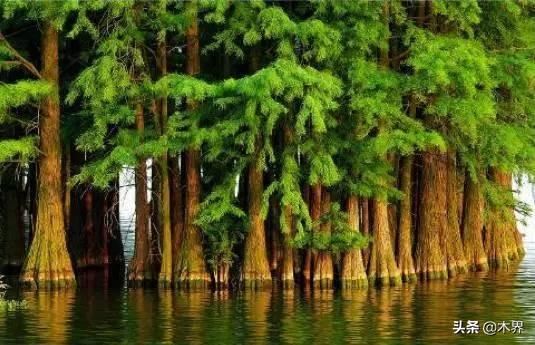 中国十大树之最