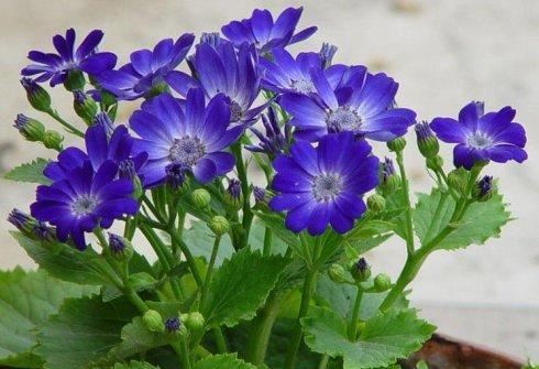 漂亮的海石竹，种一盆放在阳台可爱又清新，赶快试试吧