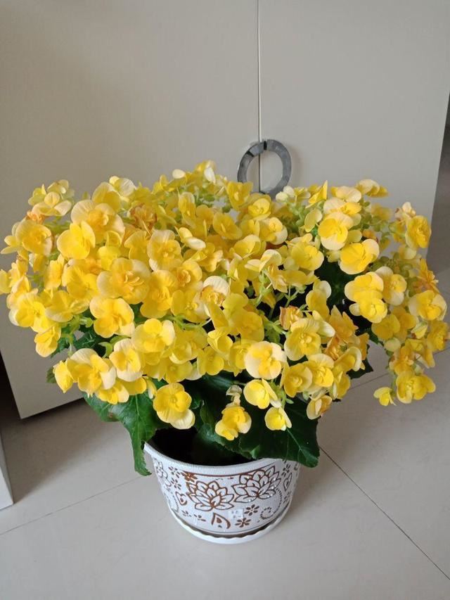 丽格海棠不好养，这么浇水，就能让它四季开花