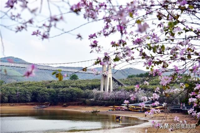 广州志惠农场千亩紫荆花开了，满山都是姹紫嫣红