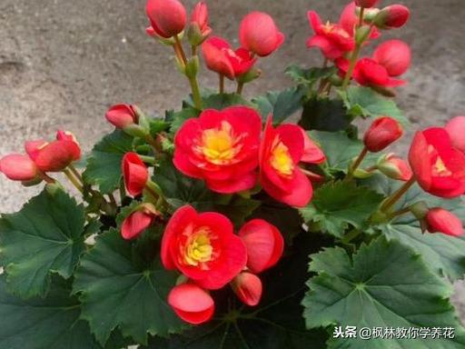 枝条脆的像玻璃！普通消费者！该如何养护，丽格海棠，这款花