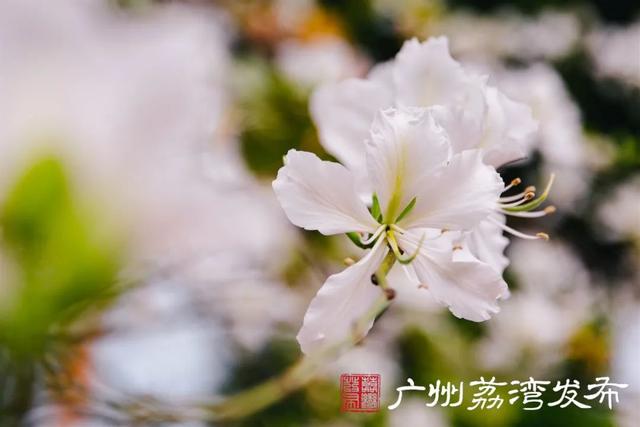 一树黄花，是风动，更是心动——与荔湾春光“云邂逅”