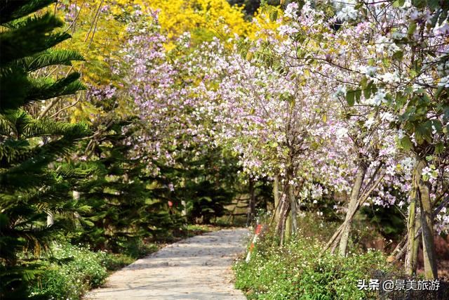 广州志惠农场千亩紫荆花开了，满山都是姹紫嫣红