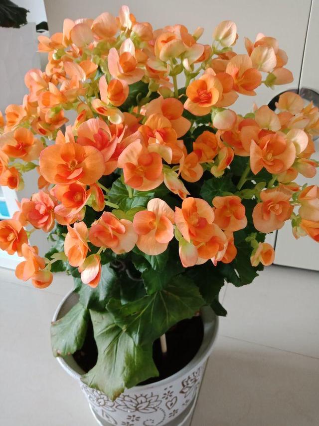 丽格海棠不好养，这么浇水，就能让它四季开花