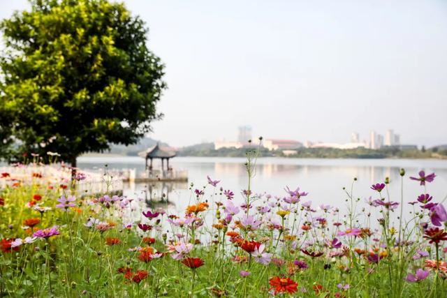 增城，一个被绿植、花海包围的地方！