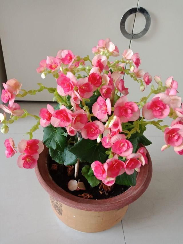 丽格海棠不好养，这么浇水，就能让它四季开花