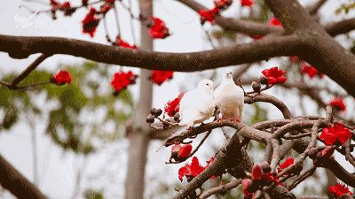 增城，一个被绿植、花海包围的地方！