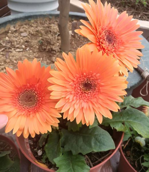 5种小菊花，花期长达半年，剪一剪开得更疯狂