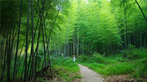 定了！广州从化5条乡村被认定为国家森林乡村