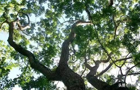 中国十大树之最