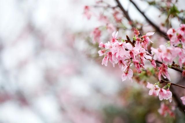 增城，一个被绿植、花海包围的地方！