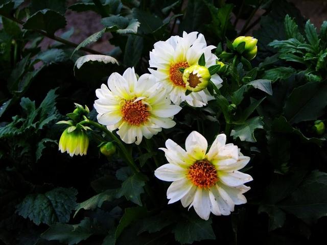 真想把家里所有的花盆都种上小丽花，太美了