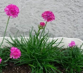 漂亮的海石竹，种一盆放在阳台可爱又清新，赶快试试吧